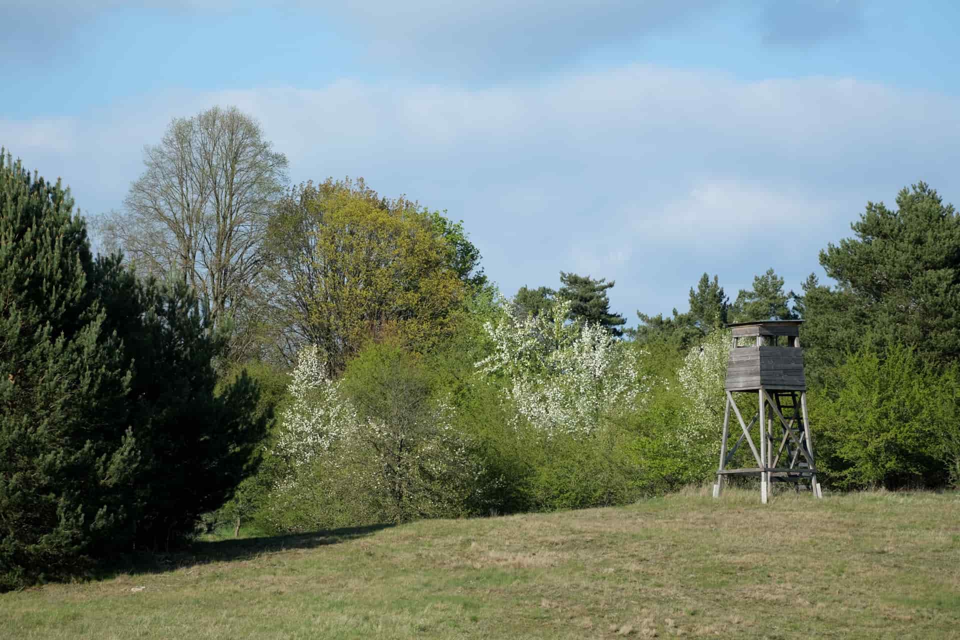 A hunting blind set at the edge of a spring forest